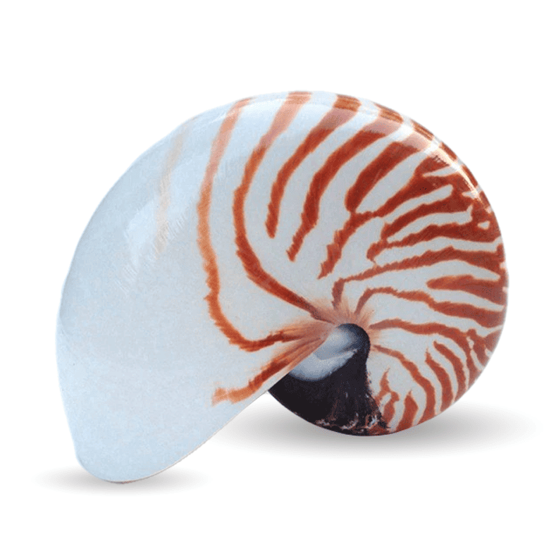 Conchas De Mar Decoradas Nautilus