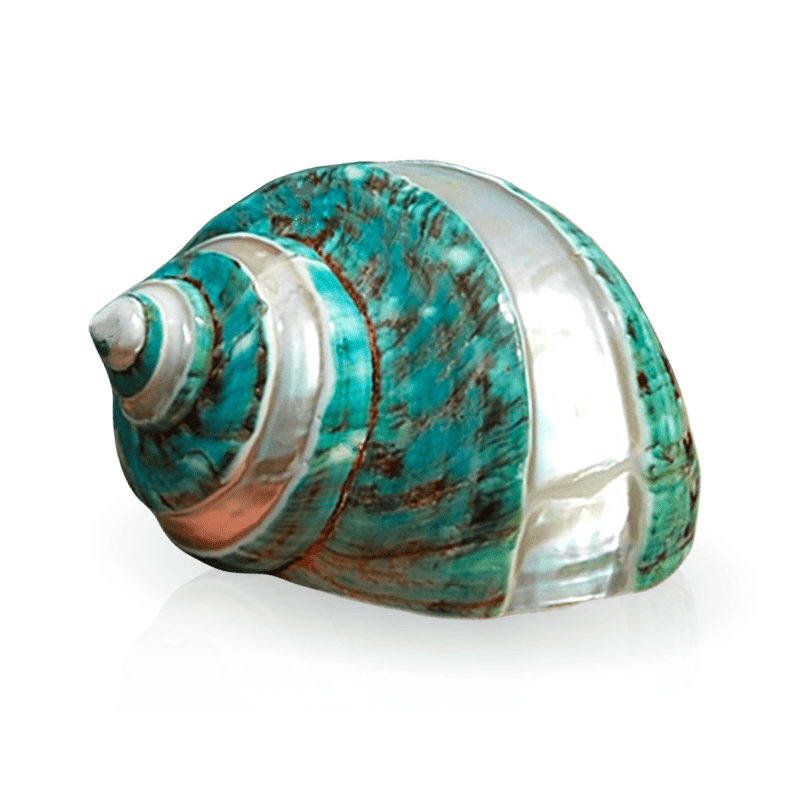 Conchas De Mar Decoradas Gran Turbo Pulido