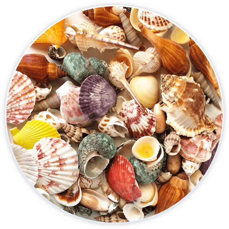 Conchas De Mar Decoradas Para Decoración Y Manualidades (120 Piezas)