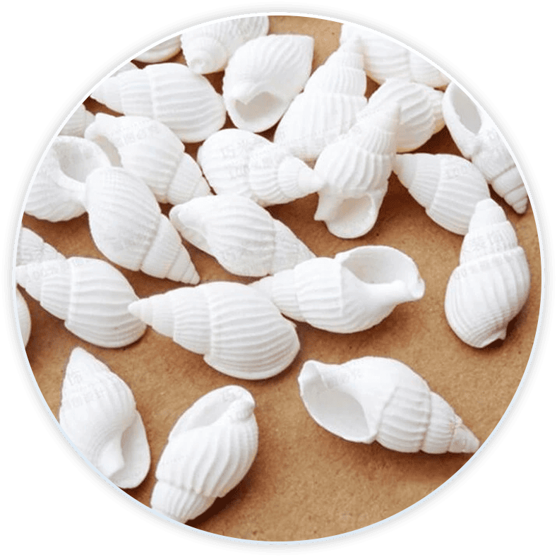 Conchas De Mar Decoradas Nassas Blancas Para Decoración Y Manualidades (100 Piezas)