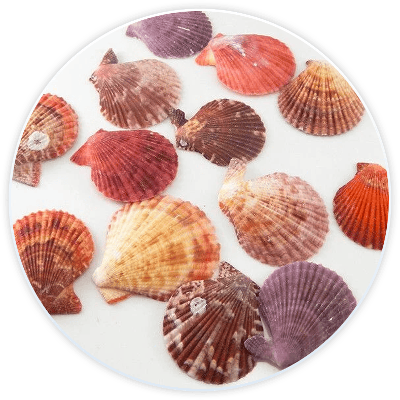 Conchas De Mar Decoradas Pectens Para Decoración Y Manualidades (20 Piezas)