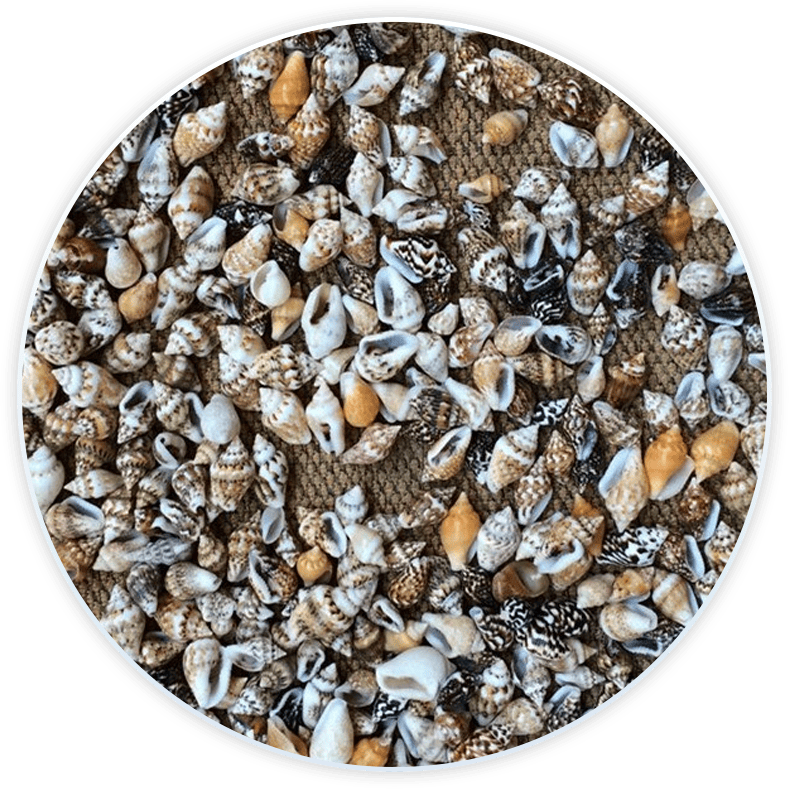 Conchas De Mar Decoradas Nassas Pequeñas Para Decoración Y Manualidades (50 Piezas)