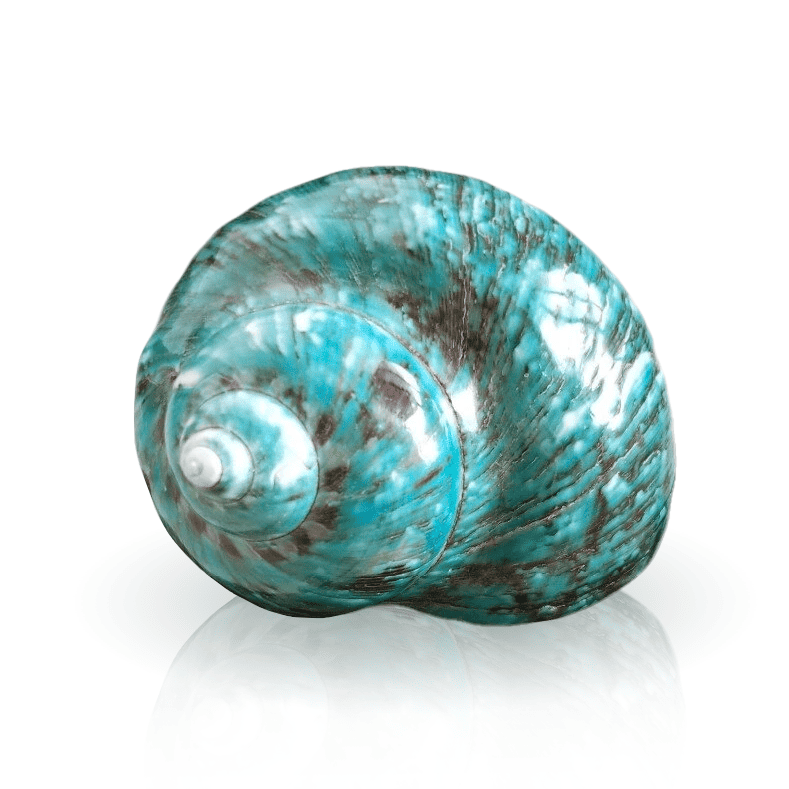 Conchas De Mar Decoradas Gran Turbo Verde