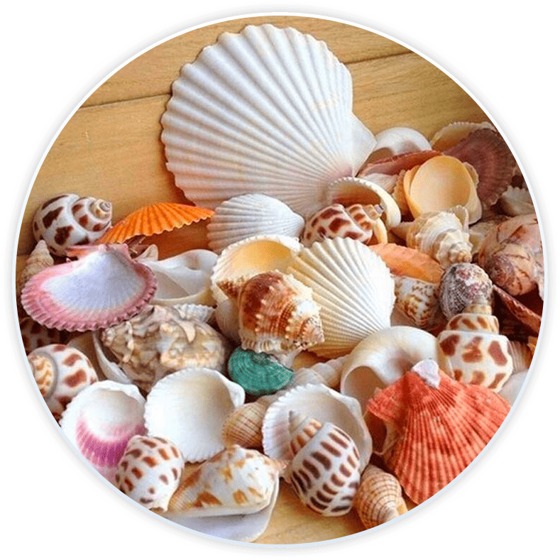 Conchas De Mar Decoradas Para Decoración Y Manualidades (100 G)