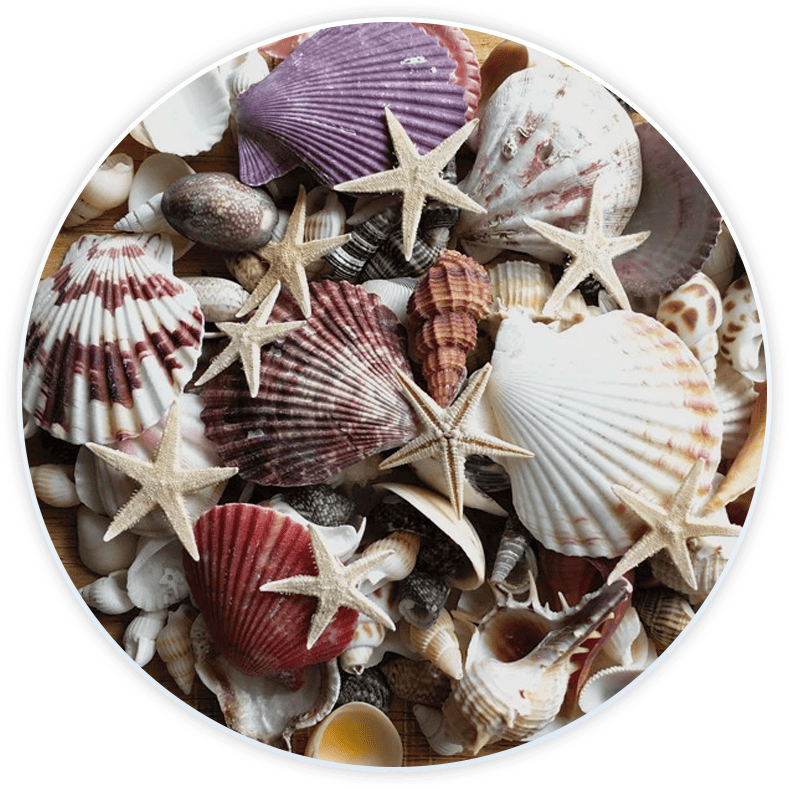 Conchas De Mar Decoradas Para Decoración Y Manualidades (100 Piezas)