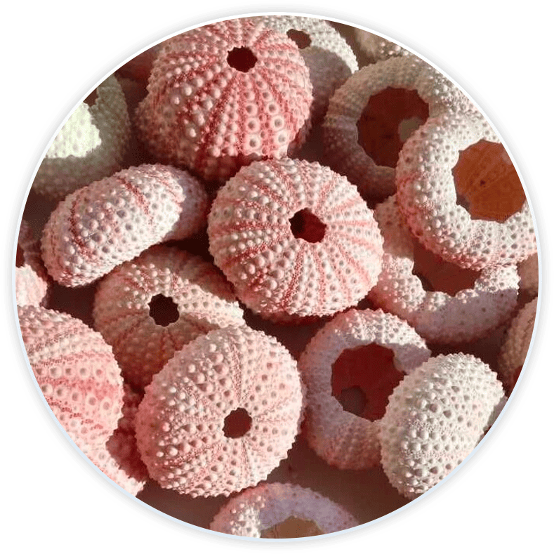 Conchas De Mar Decoradas Conchas De Erizo De Mar Para Decoración Y Manualidades (6 Piezas)