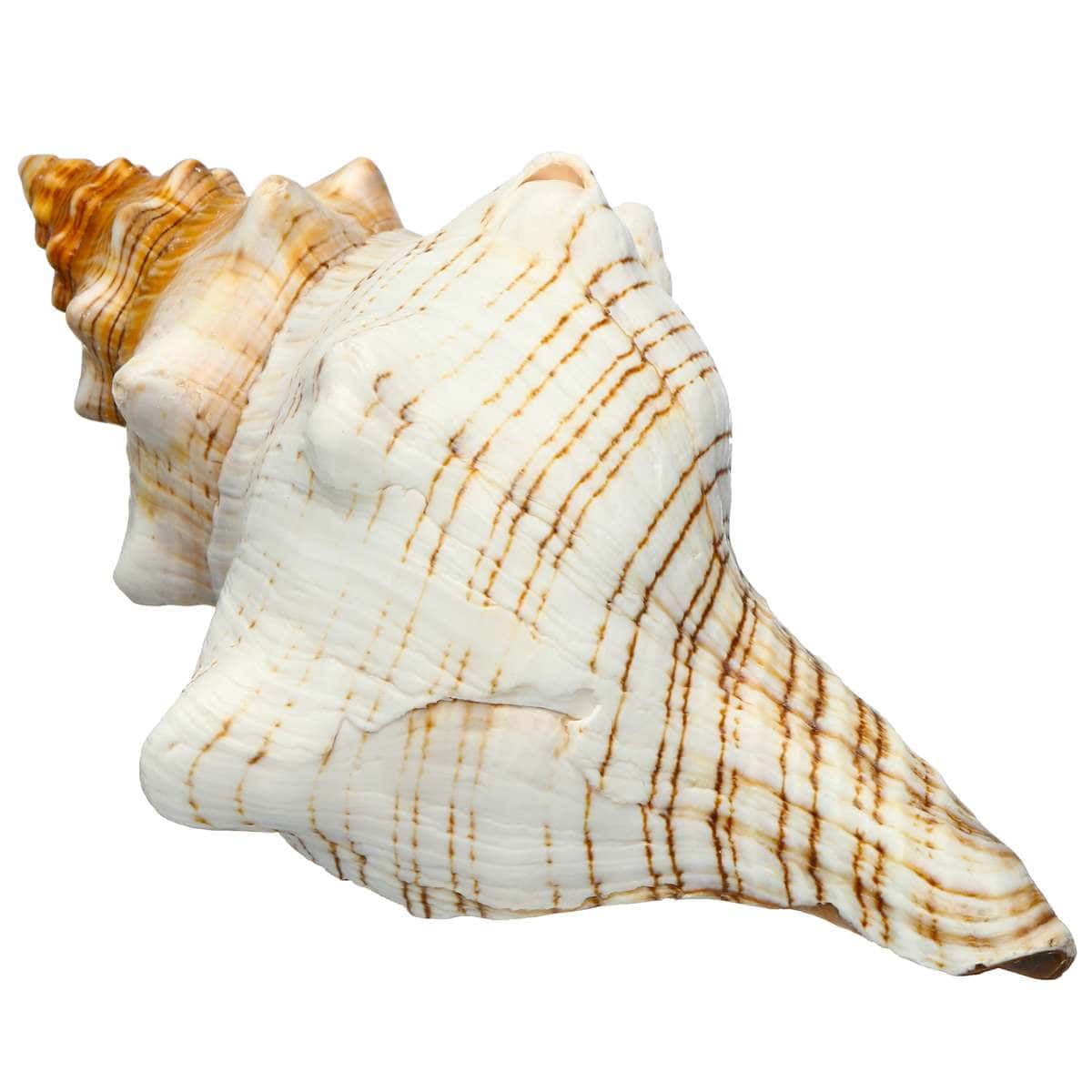 Conchas De Mar Decoradas Caracol Trampolín