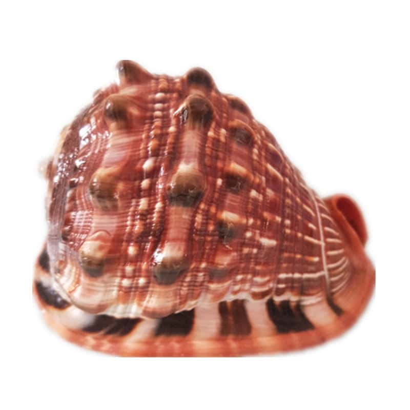 Conchas De Mar Decoradas Casco De Mar